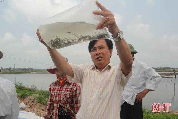 Hà Tĩnh: Xuống giống gần 850 ha nuôi tôm vụ mới