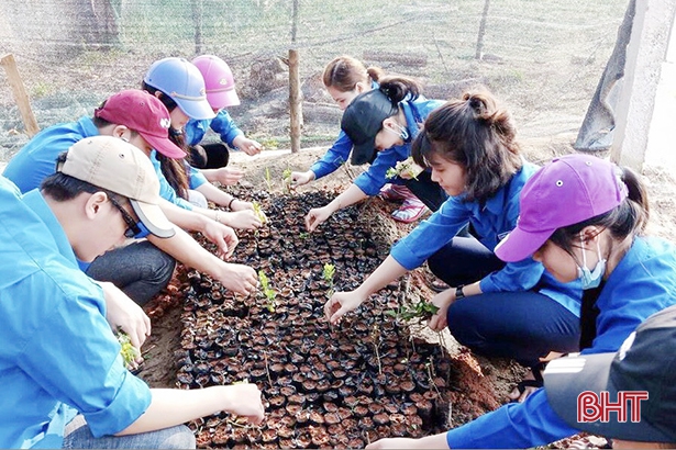 Vườn ươm cây giống của thanh niên Hà Tĩnh làm đẹp các miền quê