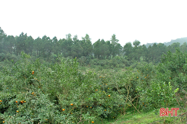 Hơn 4.500 ha đất lâm nghiệp bị xâm lấn trồng cây ăn quả: Vỡ quy hoạch!