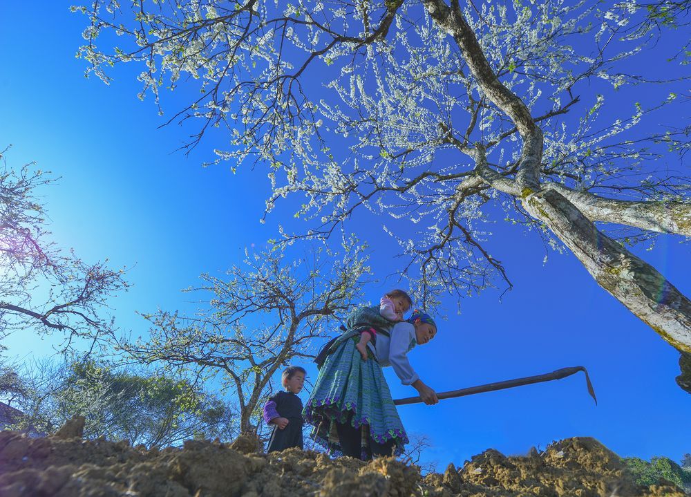 Bức ảnh hái chè ở cao nguyên Mộc Châu nổi bật trên tạp chí danh tiếng