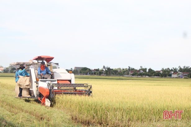 Hà Tĩnh thu hoạch xong 92,51% diện tích lúa hè thu