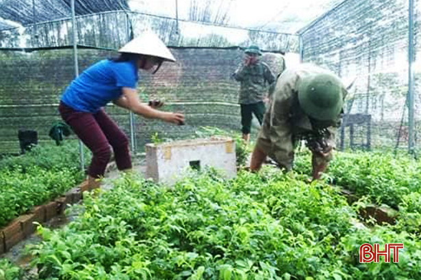 Tuổi trẻ Hương Sơn đi đầu xây dựng vườn ươm cây giống