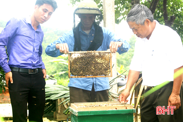 Thu trên 50 tấn mật, người nuôi ong Vũ Quang thắng lớn