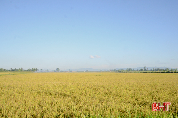 Phá bờ thửa, nông dân Cẩm Xuyên “4 cùng” trên cánh đồng lớn