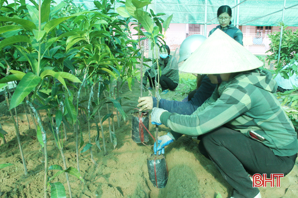 Ra mắt” vườn ươm cây giống đầu tiên của huyện Nghi Xuân