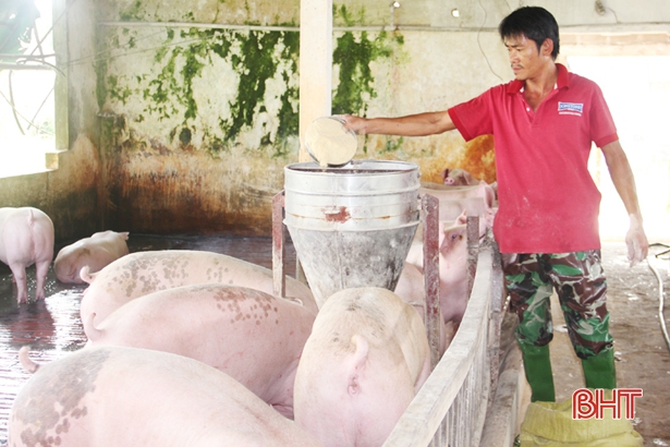 Thịt lợn ngon, tiết kiệm chi phí nhờ sử dụng cám trộn sinh học