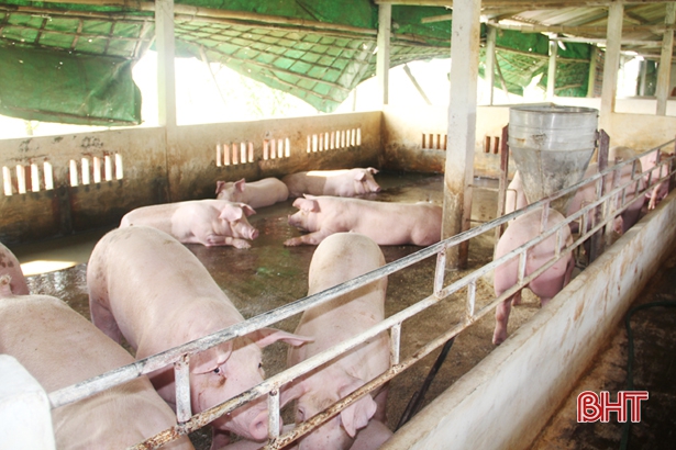Thịt lợn ngon, tiết kiệm chi phí nhờ sử dụng cám trộn sinh học