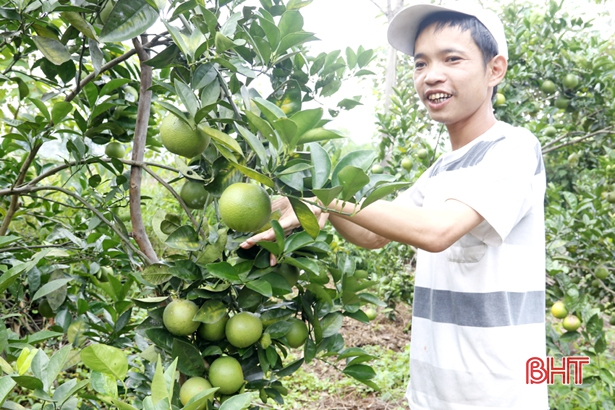 Người trồng cam Thượng Lộc dự kiến “bỏ túi” gần 100 tỷ đồng