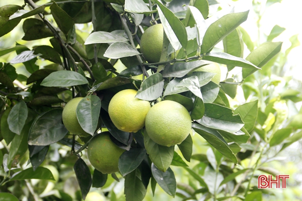Người trồng cam Thượng Lộc dự kiến "bỏ túi" gần 100 tỷ đồng