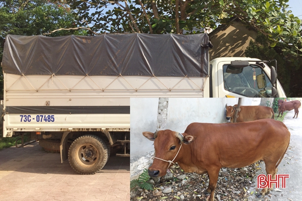 Trộm bò ở Quảng Bình, mang ra Hà Tĩnh tiêu thụ