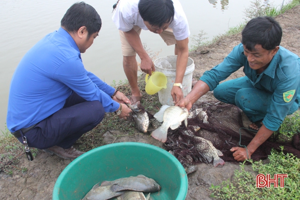 Mô hình nuôi cá rô phi theo Viet Gap cho năng suất, sản lượng cao