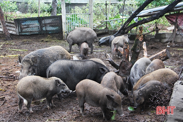 Nuôi lợn nít cung cấp dịch vụ mâm cỗ, mỗi năm thu vài trăm triệu