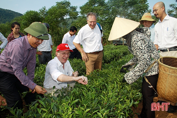 Dự án Phát triển Nông nghiệp Hà Tĩnh (CIDA) do Tổ chức phi chính phủ Đan Mạch tài trợ đã giúp người dân xã Kỳ Thượng tổ chức sản xuất chè theo hướng hàng hóa.