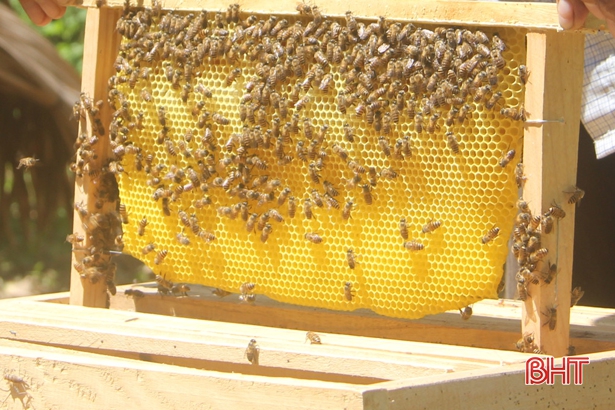 Nuôi ong lấy mật, "bỏ túi" 100 triệu đồng đồng mỗi năm