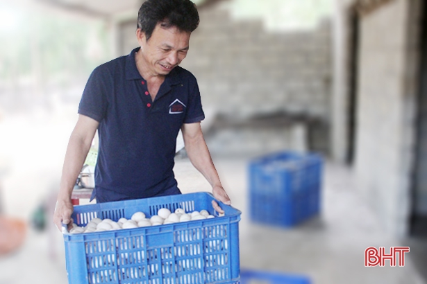 Người đầu tiên ở Hà Tĩnh nuôi vịt đẻ “siêu trứng” trên cát