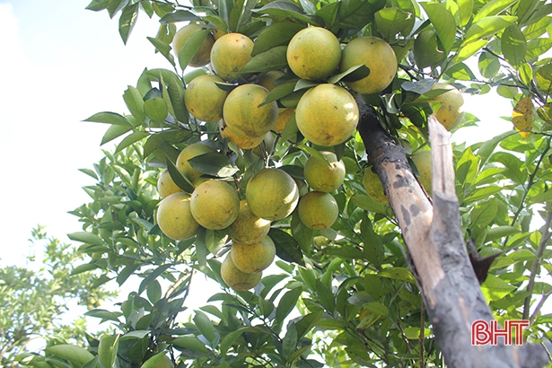 Chủ nhân vườn cam lớn nhất Thượng Lộc chia sẻ bí quyết thu hơn nửa tỷ mỗi năm