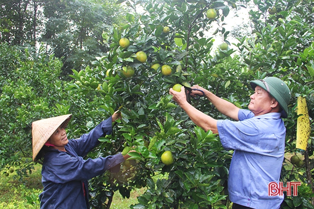 “Lạc lối” trong vườn cam thân thiện với môi trường ở Hương Trà