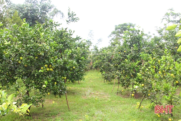 “Lạc lối” trong vườn cam thân thiện với môi trường ở Hương Trà