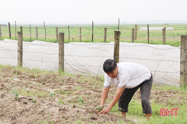 TP Hà Tĩnh sản xuất gần 135 ha cây vụ đông 2018