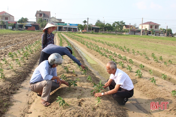 Sau Đức La, doanh nghiệp mở rộng liên kết trồng ớt sang Thạch Môn