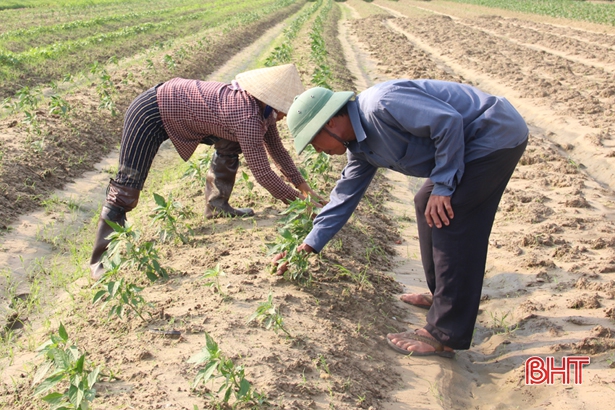 Sau Đức La, doanh nghiệp mở rộng liên kết trồng ớt sang Thạch Môn