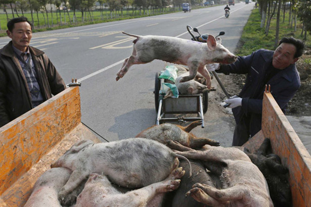 Hà Tĩnh “ráo riết” ngăn chặn nguy cơ dịch tả lợn Châu Phi xâm nhiễm