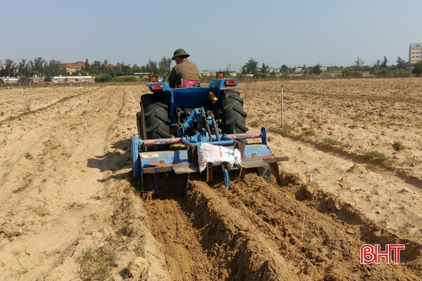 Lần đầu tiên trồng khoai tây vụ đông trên đất cát ở Cẩm Xuyên