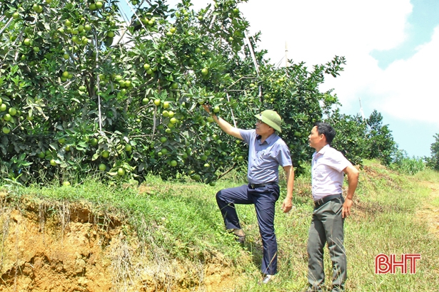 Nông dân Vũ Quang ước thu khoảng 450 tỷ đồng từ cam