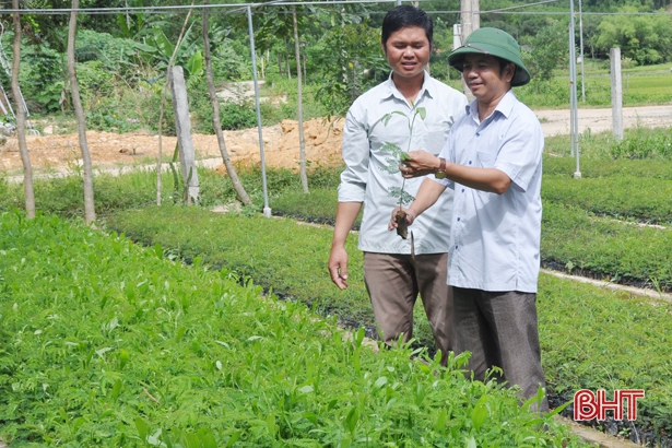 Nông dân Hà Tĩnh dạy nhau trồng rừng, làm giàu từ cây lâm nghiệp