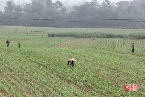 Vũ Quang tập trung chăm sóc và gieo trỉa 500 ha ngô vụ Đông