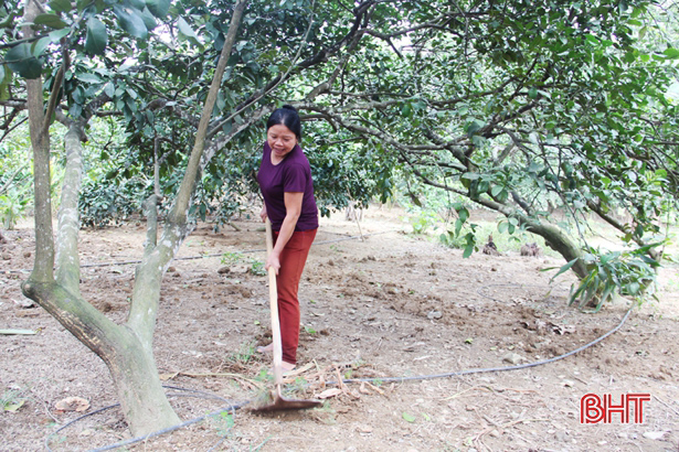 Sau thu hoạch, nông dân Hà Tĩnh tất bật chăm sóc cây bưởi