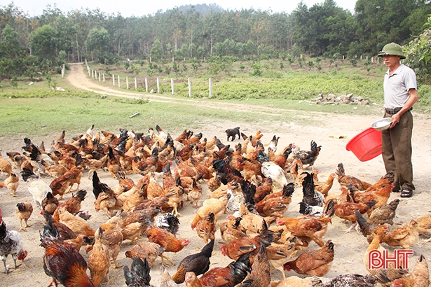 Nông dân Can Lộc tái đàn, ổn định sản xuất sau tết