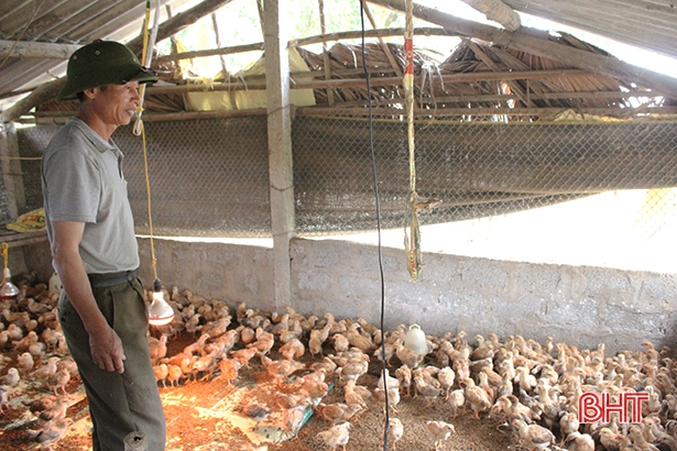Nông dân Can Lộc tái đàn, ổn định sản xuất sau tết
