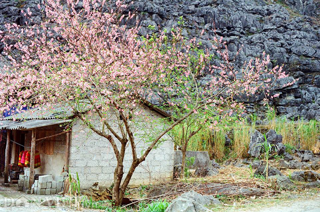 Ngắm hoa đào nở muộn tuyệt đẹp trên cao nguyên đá Đồng Văn