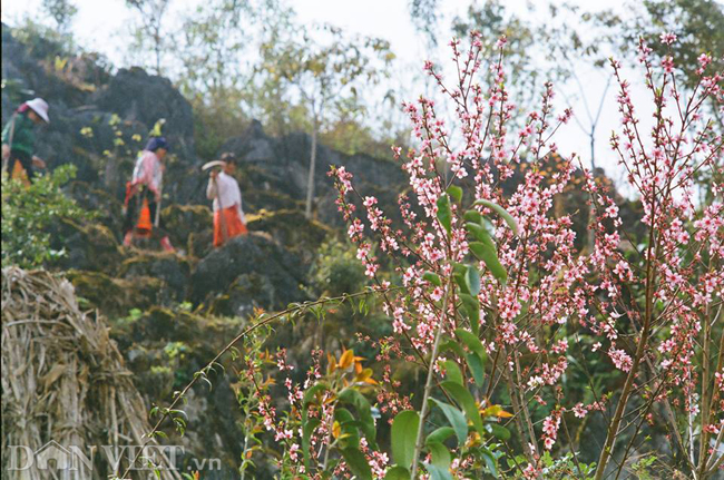 Ngắm hoa đào nở muộn tuyệt đẹp trên cao nguyên đá Đồng Văn