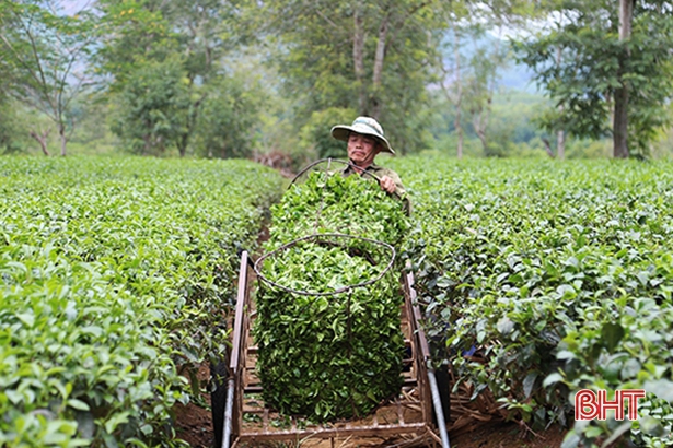Vụ này, nhiều người trồng chè ở huyện miền núi Hà Tĩnh “cháy túi” 