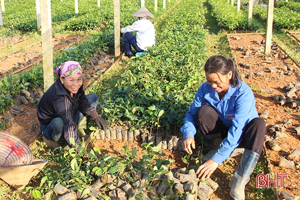 Vụ này, nhiều người trồng chè ở huyện miền núi Hà Tĩnh “cháy túi” 