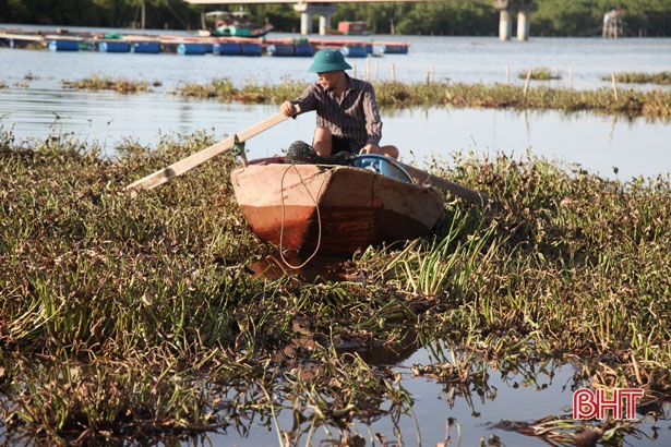 “Đau đầu” xử lý bèo tây phủ kín sông ngòi, kênh rạch ở Hà Tĩnh