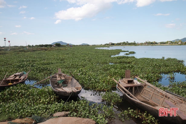“Đau đầu” xử lý bèo tây phủ kín sông ngòi, kênh rạch ở Hà Tĩnh