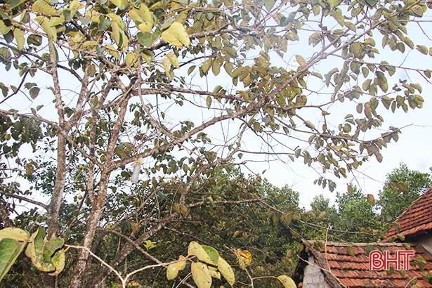 Thời tiết thất thường, nông dân vùng trà sơn Can Lộc mất trắng mùa hồng