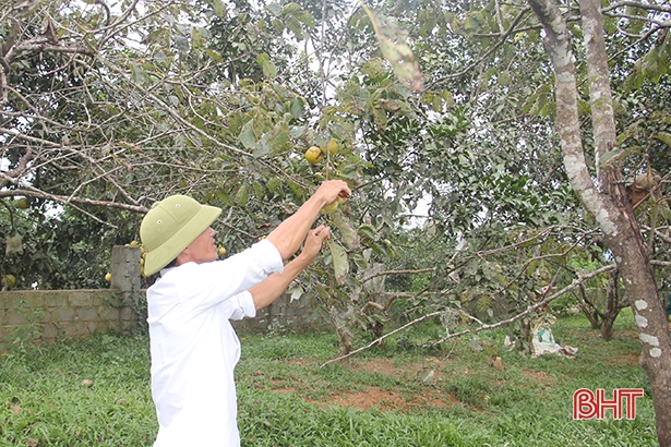 Thời tiết thất thường, nông dân vùng trà sơn Can Lộc mất trắng mùa hồng