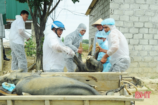 10 xã, phường ở Hà Tĩnh tái phát dịch tả lợn châu Phi, tiêu hủy gần 800 con