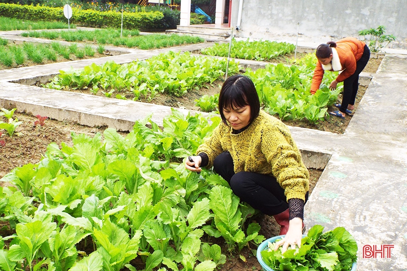Mướt mắt những vườn rau bán trú của cô trò ở huyện miền núi Hà Tĩnh