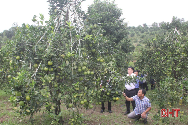 Xứ bưởi Hà Tĩnh ước thu gần 840 tỷ đồng từ 2 loài cây ăn quả chủ lực
