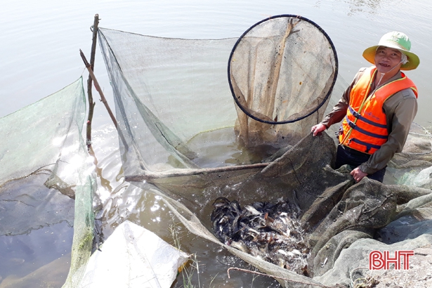 Nuôi cá nước ngọt, mỗi năm nông dân Can Lộc thu 30 tỷ đồng