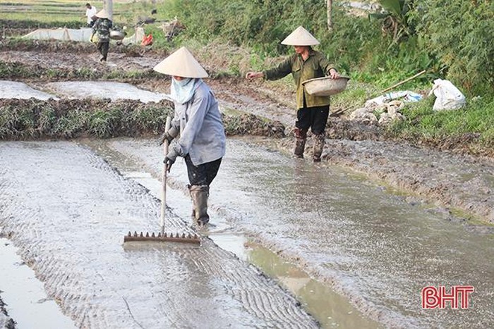 Hà Tĩnh: Gần 100 ha mạ gieo trước lịch thời vụ
