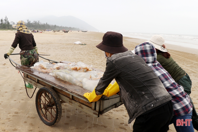 “Làng sứa lá dung” miền biển Hà Tĩnh rộn ràng vào mùa
