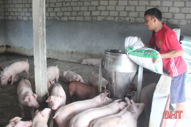 Hậu dịch tả lợn châu Phi ở Hà Tĩnh: Chăn nuôi trang trại “lên ngôi”!