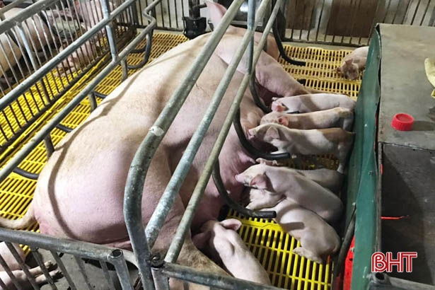 Hậu dịch tả lợn châu Phi ở Hà Tĩnh: Chăn nuôi trang trại “lên ngôi”!