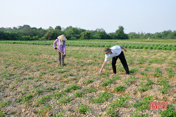 Nông dân Hà Tĩnh phấn khởi thu hoạch, sản xuất cây dược liệu 